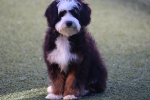 Shady Oak's Flash - Mini Bernedoodle