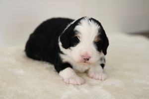 Jarod - Mini Bernedoodle 