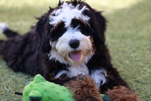Jasmine - Mini Bernedoodle