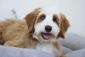  Holly - Mini Bernedoodle 