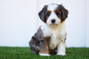 Opal - Mini Bernedoodle 