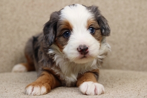 Sully - Mini Bernedoodle 