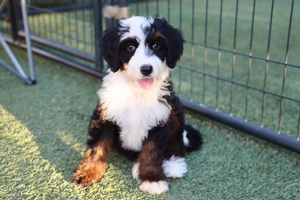 READY NOW Hazel - Medium Bernedoodle 