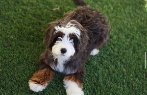 Shady Oak's Story - Mini Bernedoodle