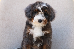 Halle - Mini Bernedoodle 