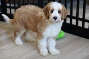 Sunny - Mini Bernedoodle 