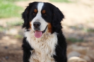 Shady Oak's Rocky - Bernese Mountain Dog