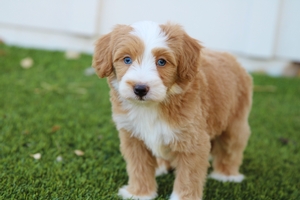 Pancake - Mini Bernedoodle 