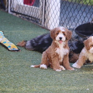 Zuri - Mini Bernedoodle 