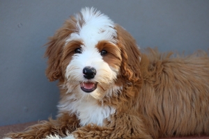 Ruby - Micro Mini Bernedoodle 