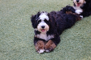 Daisy - Mini Bernedoodle