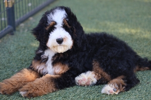 Violet + Tango - Standard Bernedoodles 
