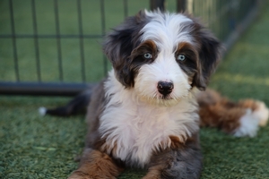 Wanka + Tango - Standard Bernedoodles Wanka + Tango - Standard Bernedoodles