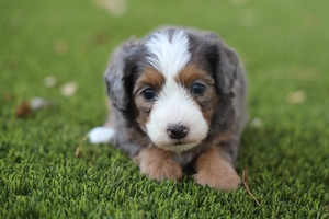 Maple - Mini Bernedoodle 