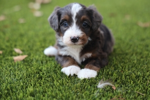 Halle - Mini Bernedoodle 