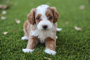 Pumpkin - Mini Bernedoodle