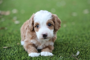 Cinnamon - Mini Bernedoodle 