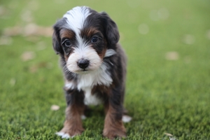 Sammy - Mini Bernedoodle 