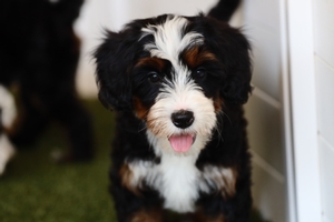 Whisper - Micro Mini Bernedoodle 