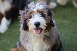 Odie - Mini Bernedoodle 