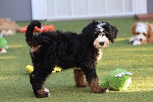 Champ - Mini Bernedoodle 
