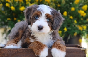 Jane + Flash - Mini Bernedoodles