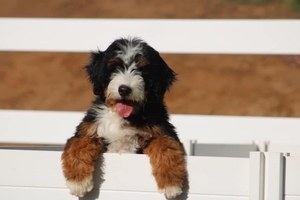 Shady Oak's Violet - Standard Bernedoodle