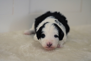 Jenny - Mini Bernedoodle 