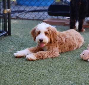  Holly - Mini Bernedoodle 