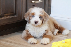 Wade - Standard ULTRA Bernedoodle Wade - Standard ULTRA Bernedoodle