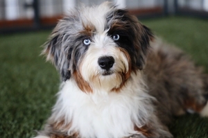 Shady Oak's Stormy - Mini Bernedoodle