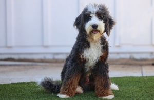 Shady Oak's Banks #2 - Mini Bernedoodle