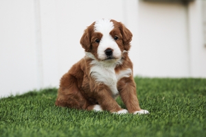 Rusty - Mini Bernedoodle 