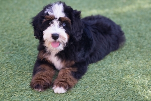 Josie - Mini Bernedoodle 