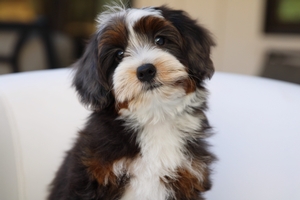 Sammy - Mini Bernedoodle 