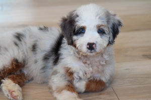 Waylon - Standard ULTRA Bernedoodle Waylon - Standard ULTRA Bernedoodle