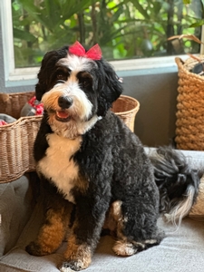 Shady Oak's Chillie - Mini Bernedoodle