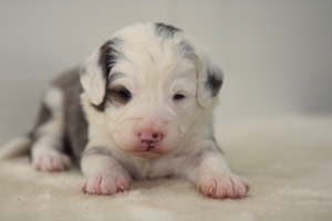 Ghost - Mini Bernedoodle 