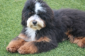 Shady Oak's Cardiff - Mini Bernedoodle