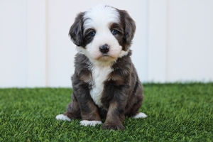 Aspen - Mini Bernedoodle 