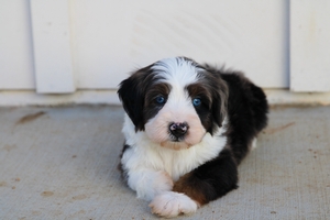 Colorado - Mini Bernedoodle