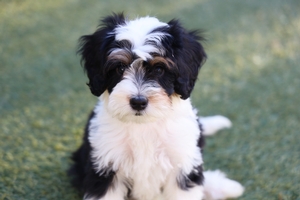 READY NOW Ziva - Mini Bernedoodle 