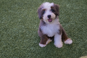 Jelly Bean - Mini Bernedoodle