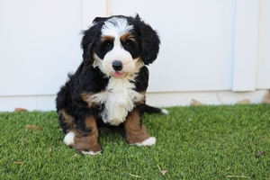 READY NOW Lula - Mini Bernedoodle 