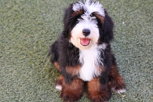 Story + Cardiff - Mini Bernedoodles