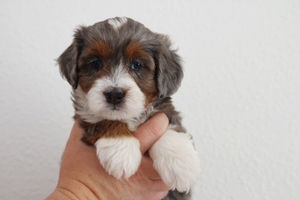 Buttons - Mini Bernedoodle Buttons - Mini Bernedoodle