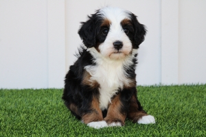 Teddy - Mini Bernedoodle 