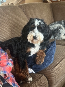 Shady Oak's Maizy - Mini Bernedoodle