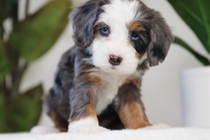 Gemma - Mini Bernedoodle Gemma - Mini Bernedoodle