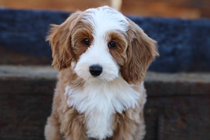 Autumn - Mini Bernedoodle 